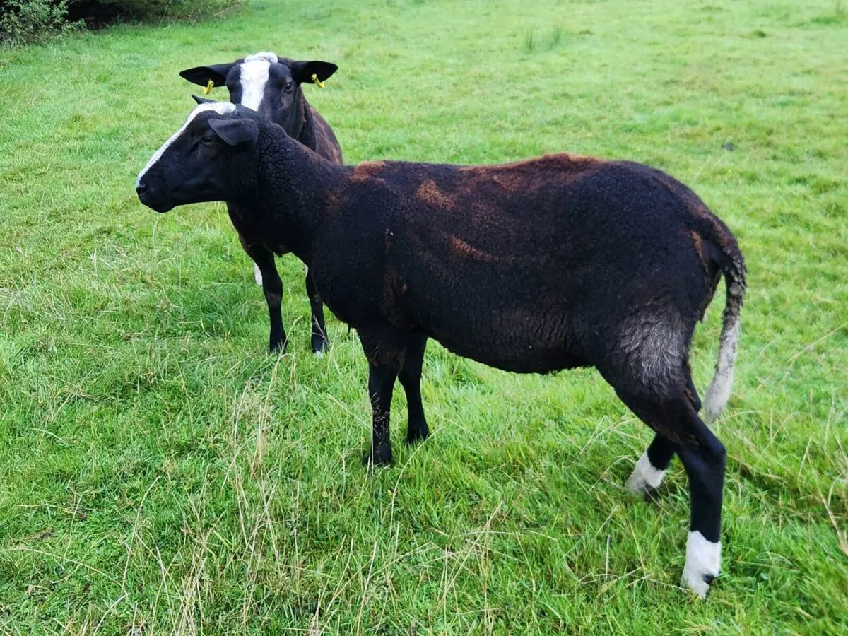 Ram - Image 2