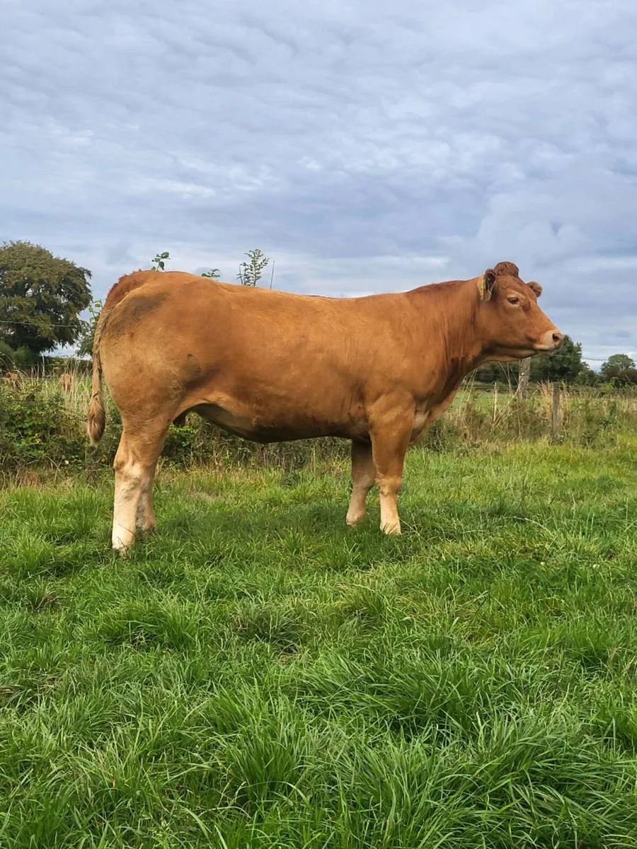 5 incalf heifers(1 PBR LIM) - Image 2