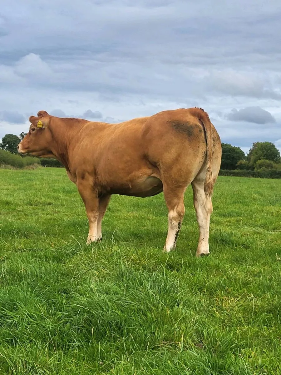 5 incalf heifers(1 PBR LIM) - Image 4