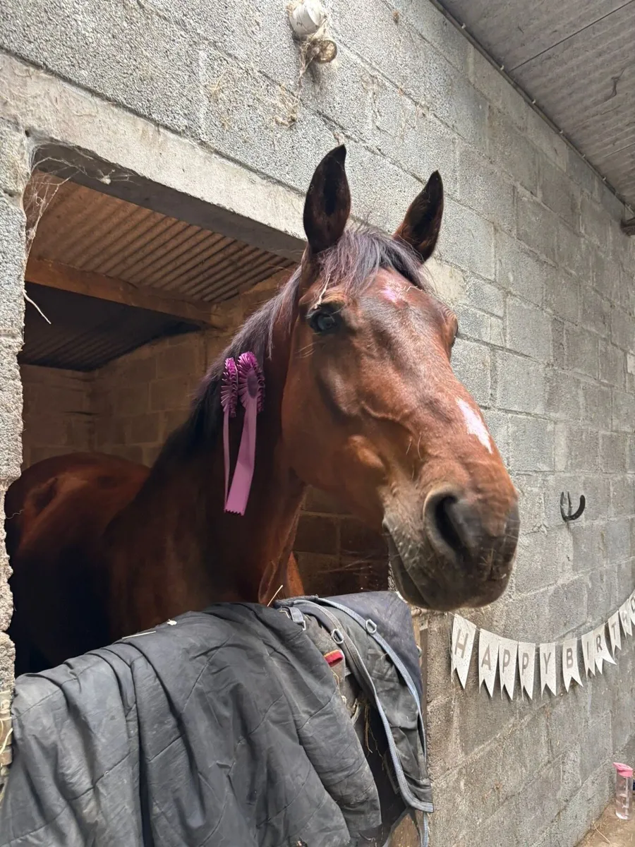 Horse - Image 3