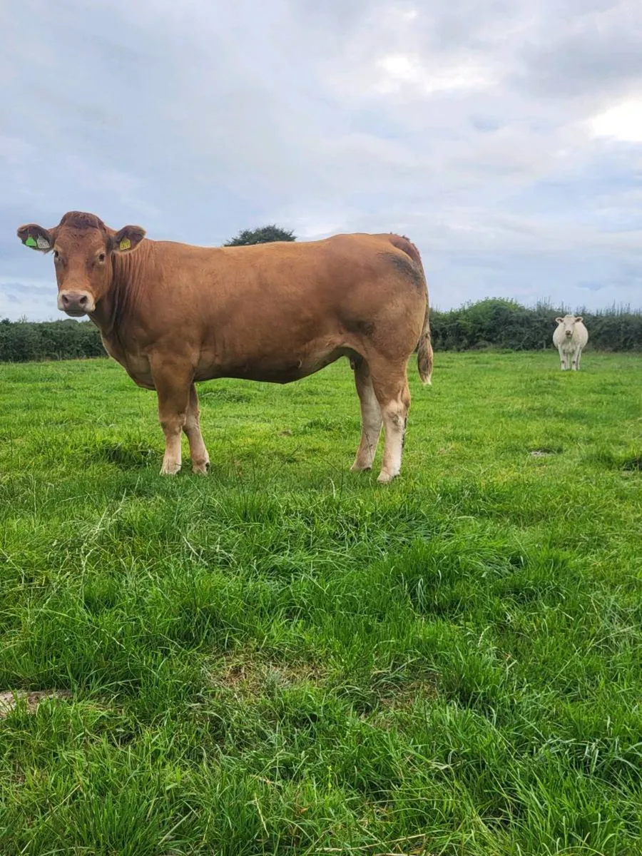 5 incalf heifers(1 PBR LIM) - Image 3