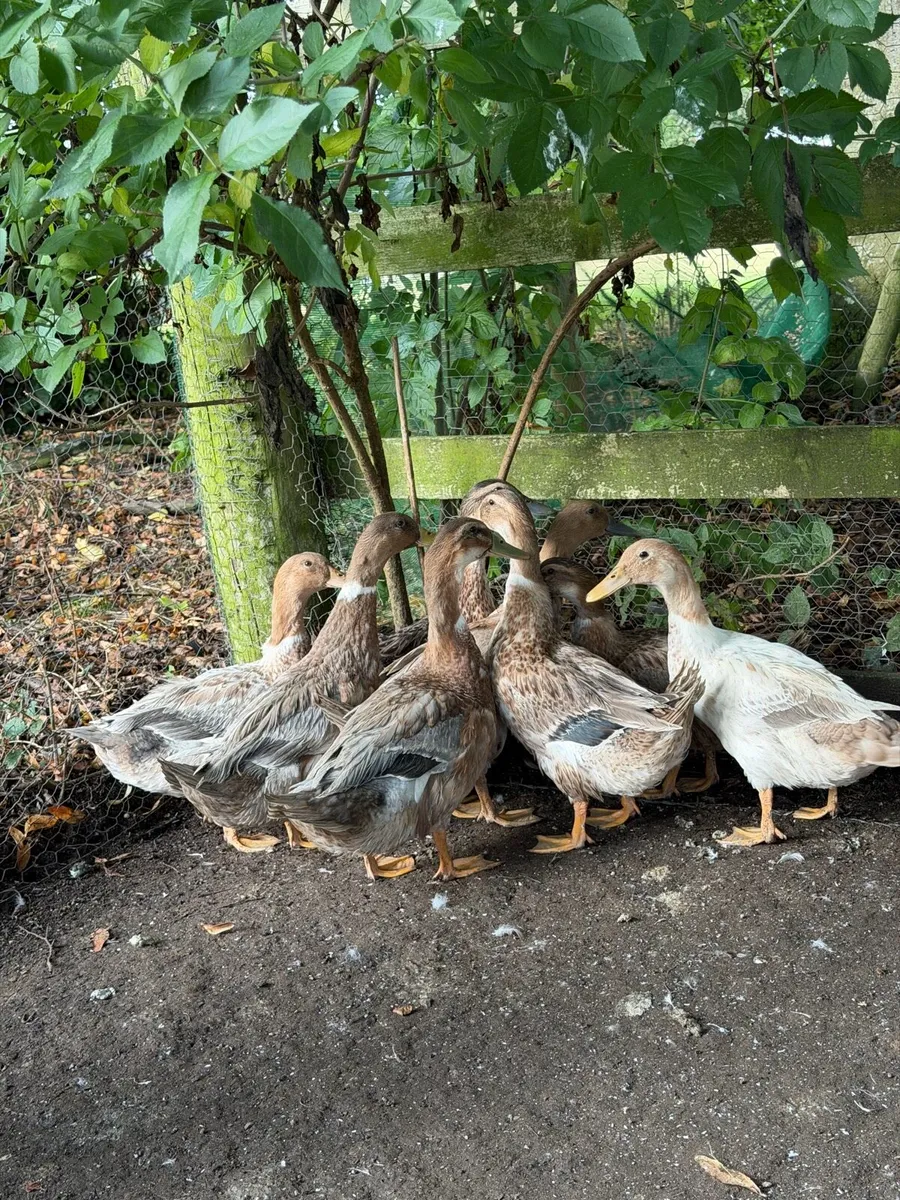 Farm yard ducks - Image 1