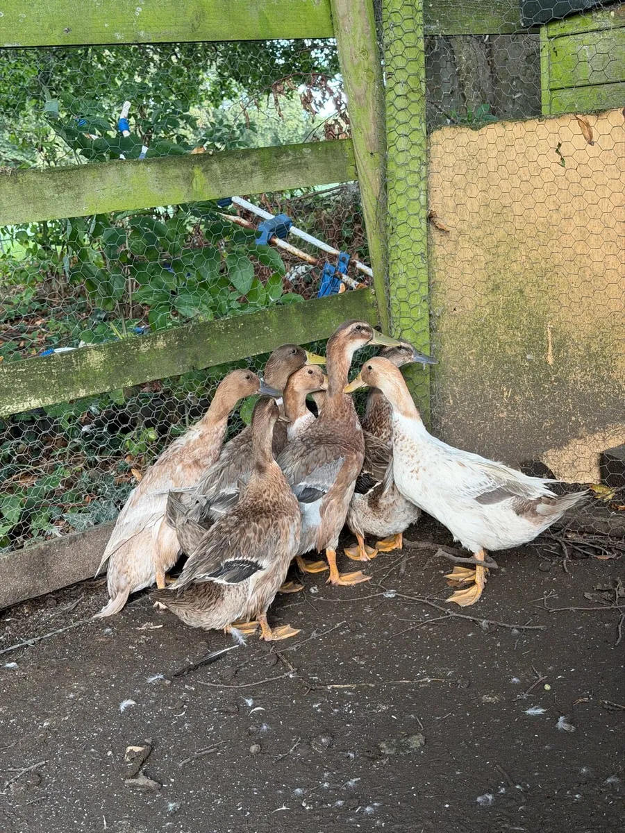 Farm yard ducks - Image 2
