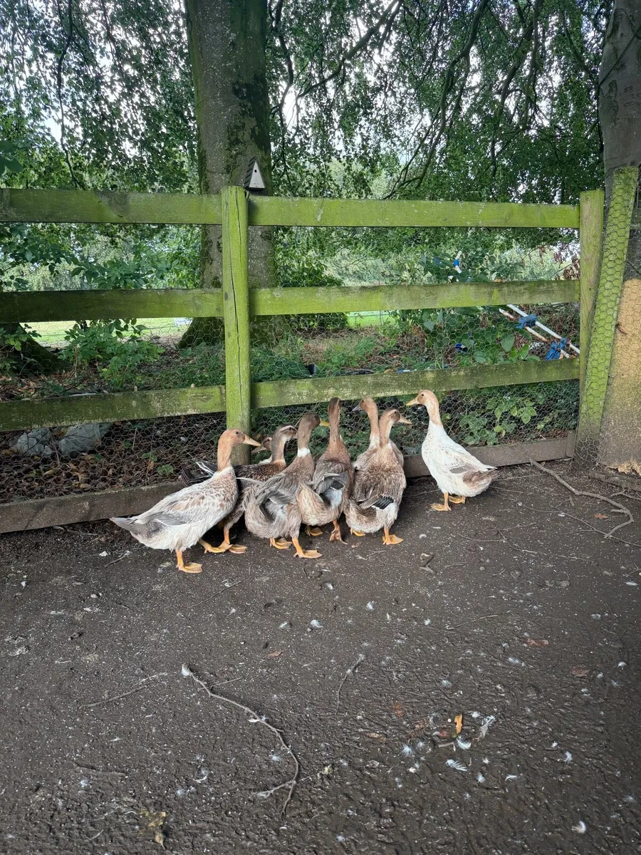 Farm yard ducks - Image 3