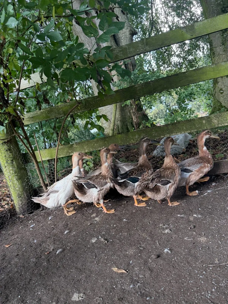 Farm yard ducks - Image 4