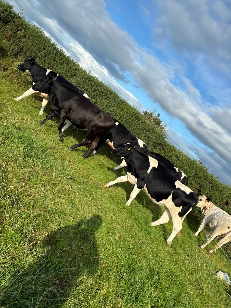 Maiden heifers - Image 1