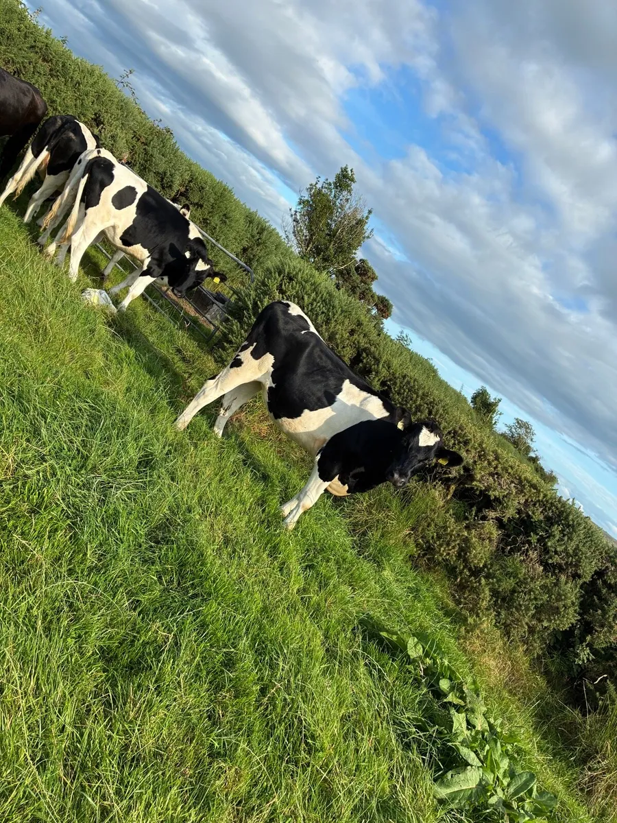 Maiden heifers - Image 2