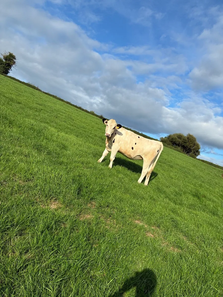 Maiden heifers - Image 3