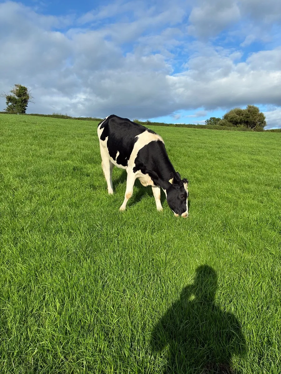 Maiden heifers - Image 4