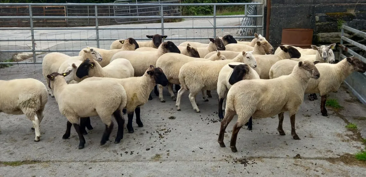 Hoggett ewes - Image 3