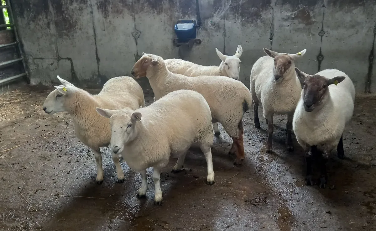 Hoggett ewes - Image 4
