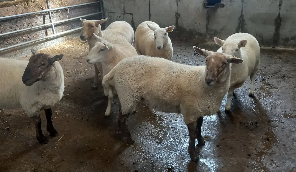 Hoggett ewes - Image 2