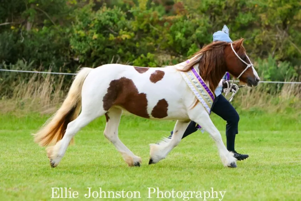 'HUDSONS RINGA ROSIE' - Image 3