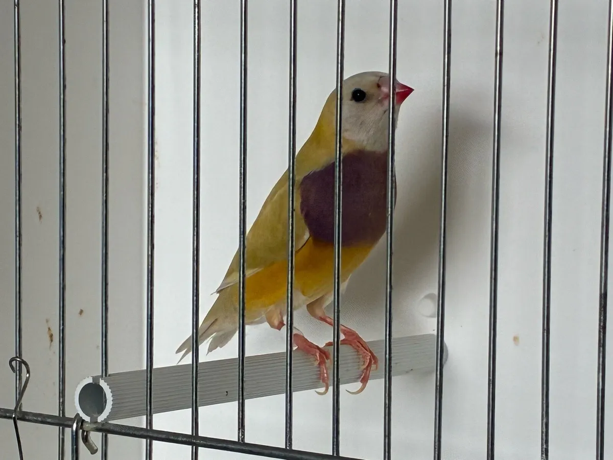 Gouldian Finches. - Image 1