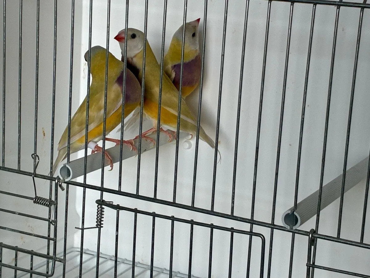 Gouldian Finches. - Image 3