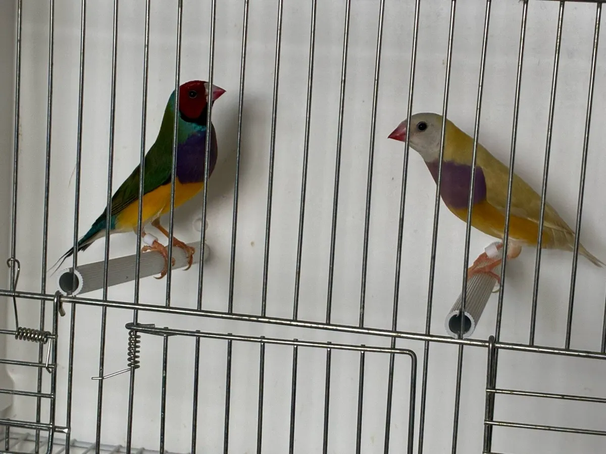 Gouldian Finches. - Image 2