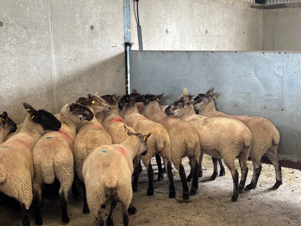 15 hoggets - Image 4