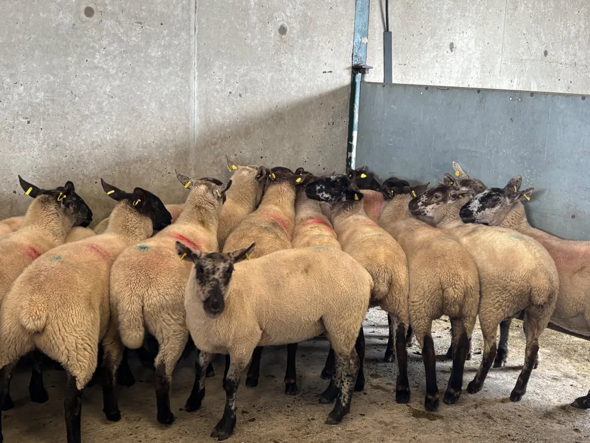 15 hoggets - Image 3