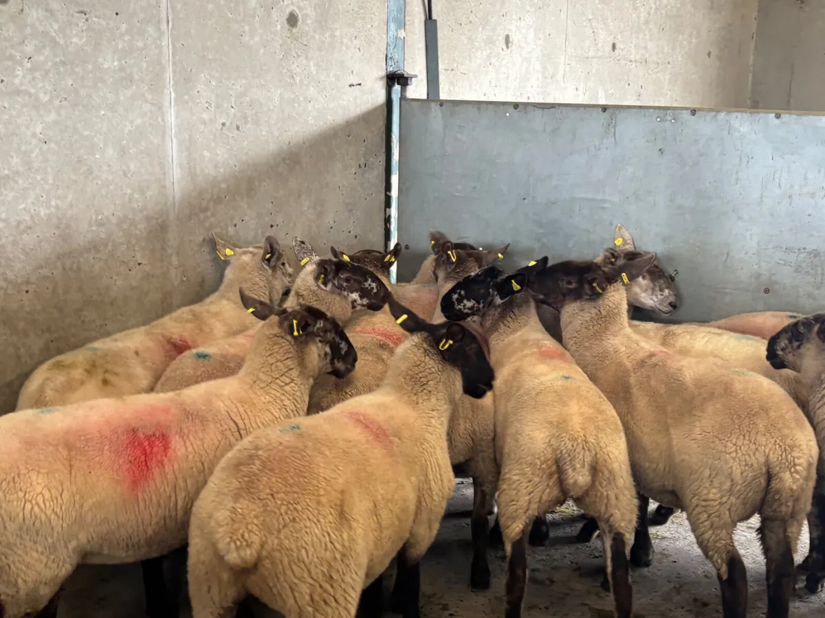 15 hoggets - Image 2