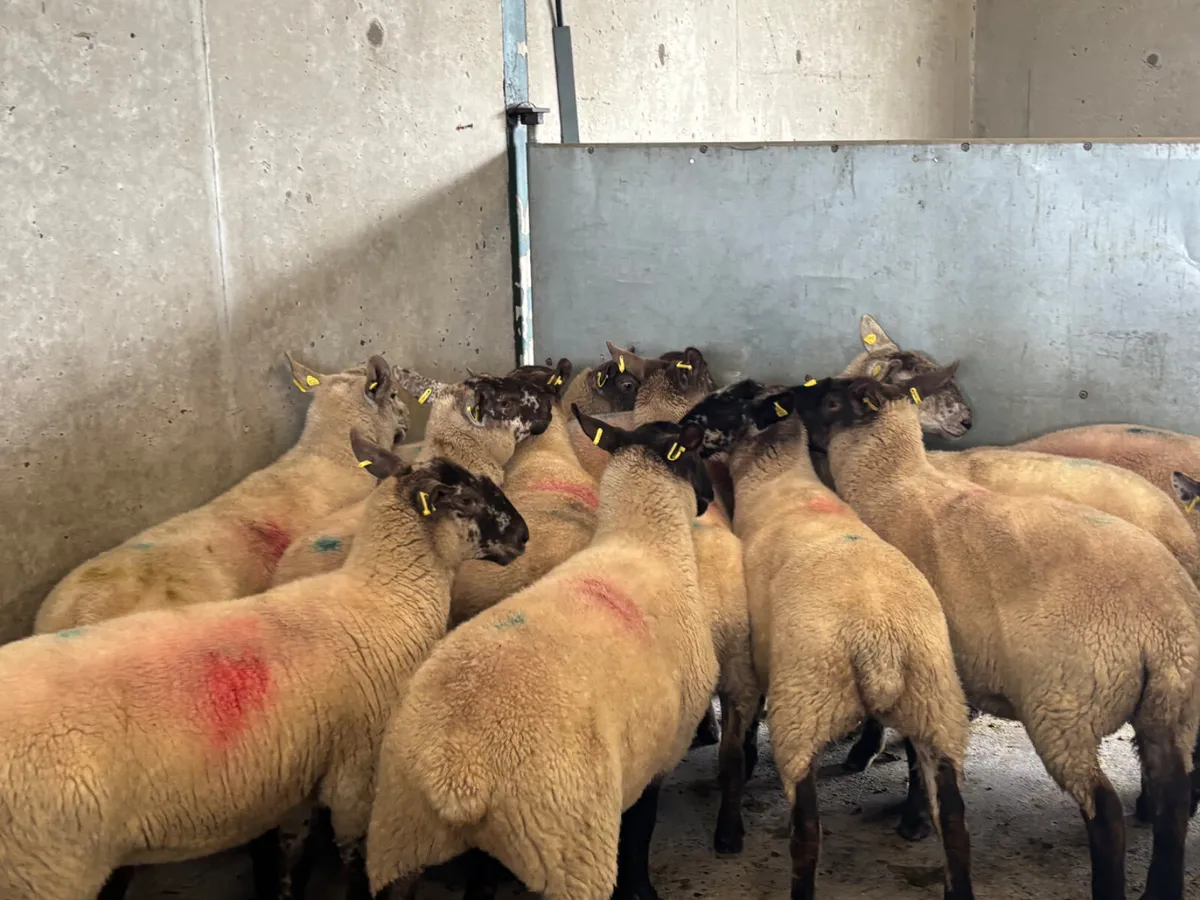 15 hoggets - Image 1