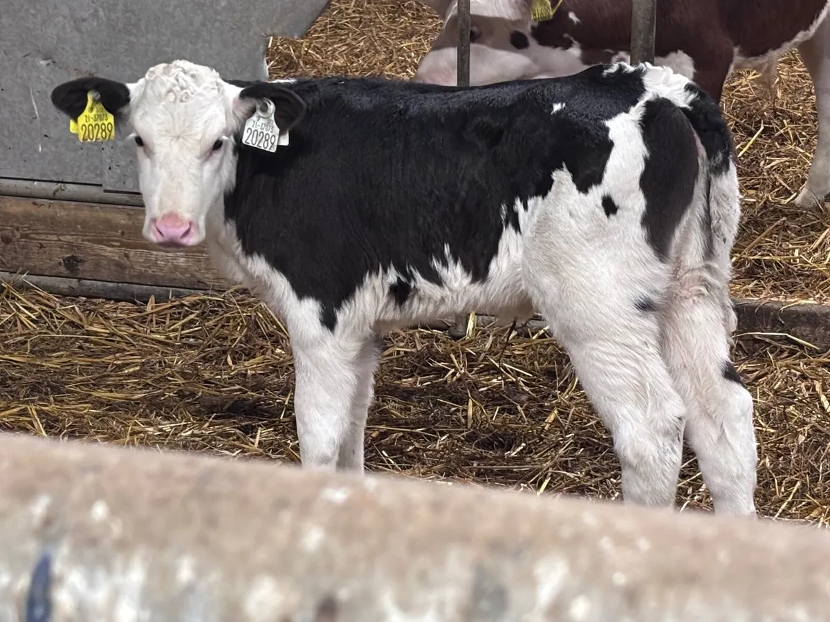 3 heifer calves for sale @€350 - Image 2