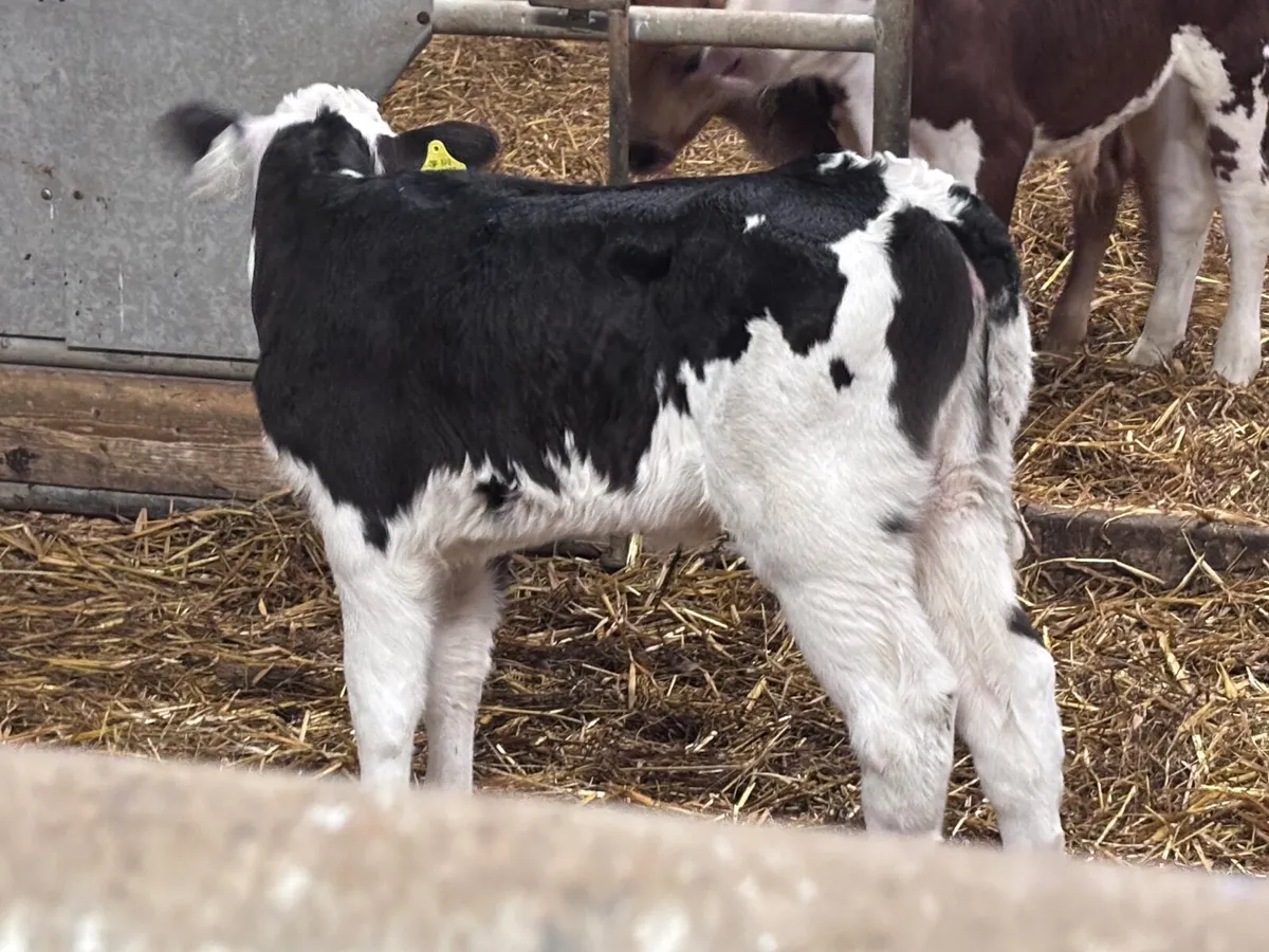 3 heifer calves for sale @€350 - Image 3