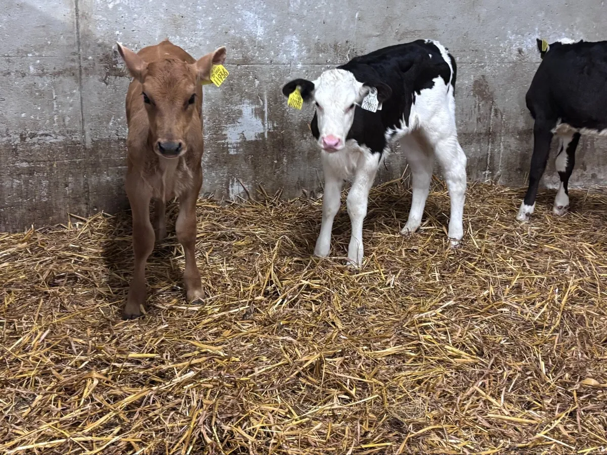 3 heifer calves for sale @€350 - Image 4