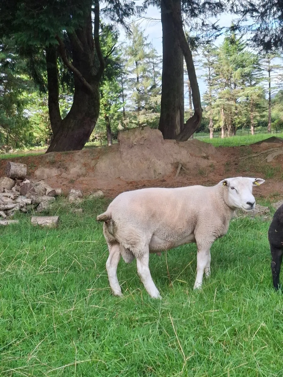 2 Texel Hogget Rams for Sale - Image 3