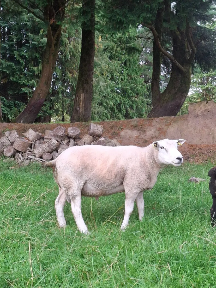 2 Texel Hogget Rams for Sale - Image 4