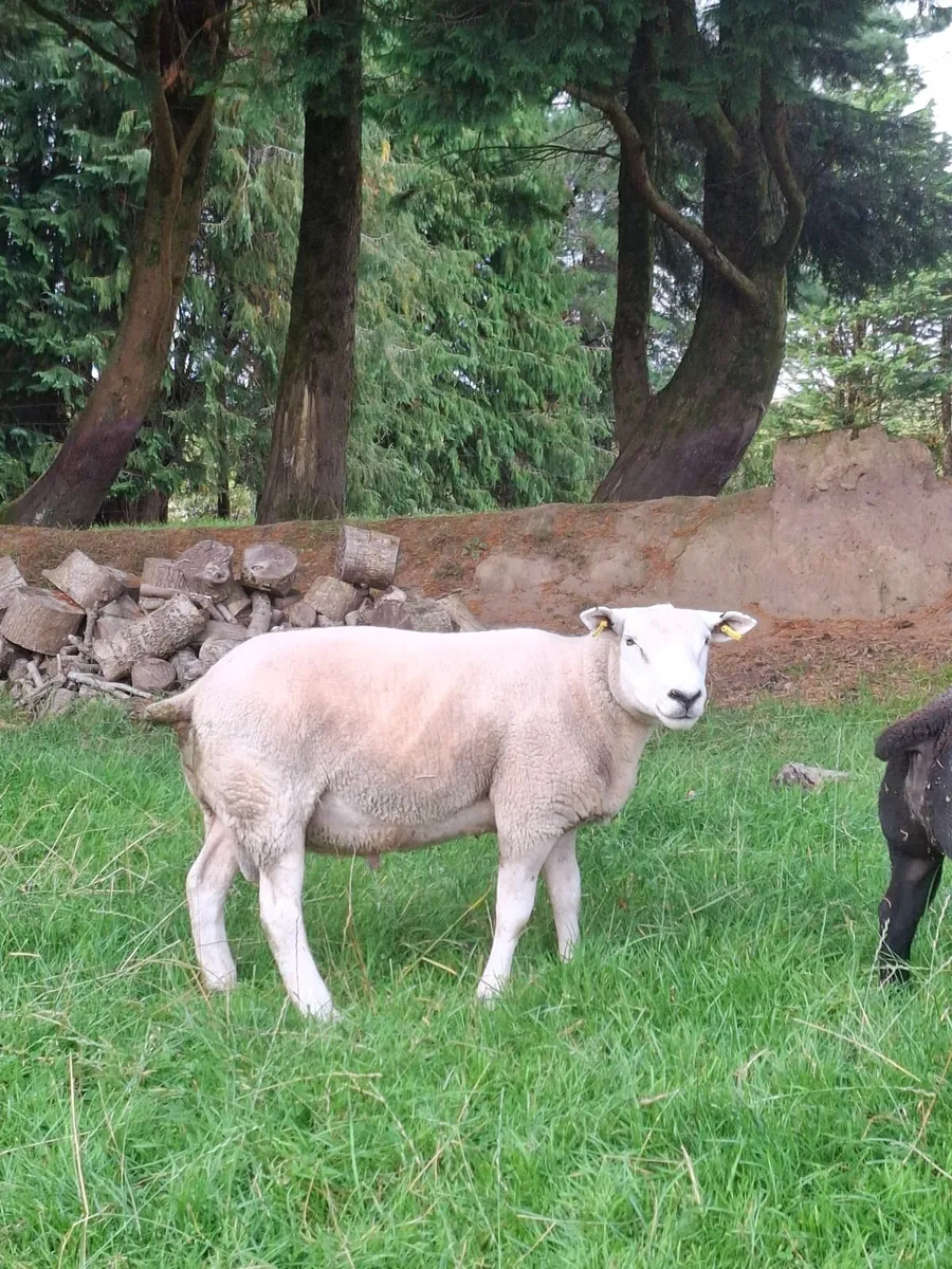 2 Texel Hogget Rams for Sale - Image 1
