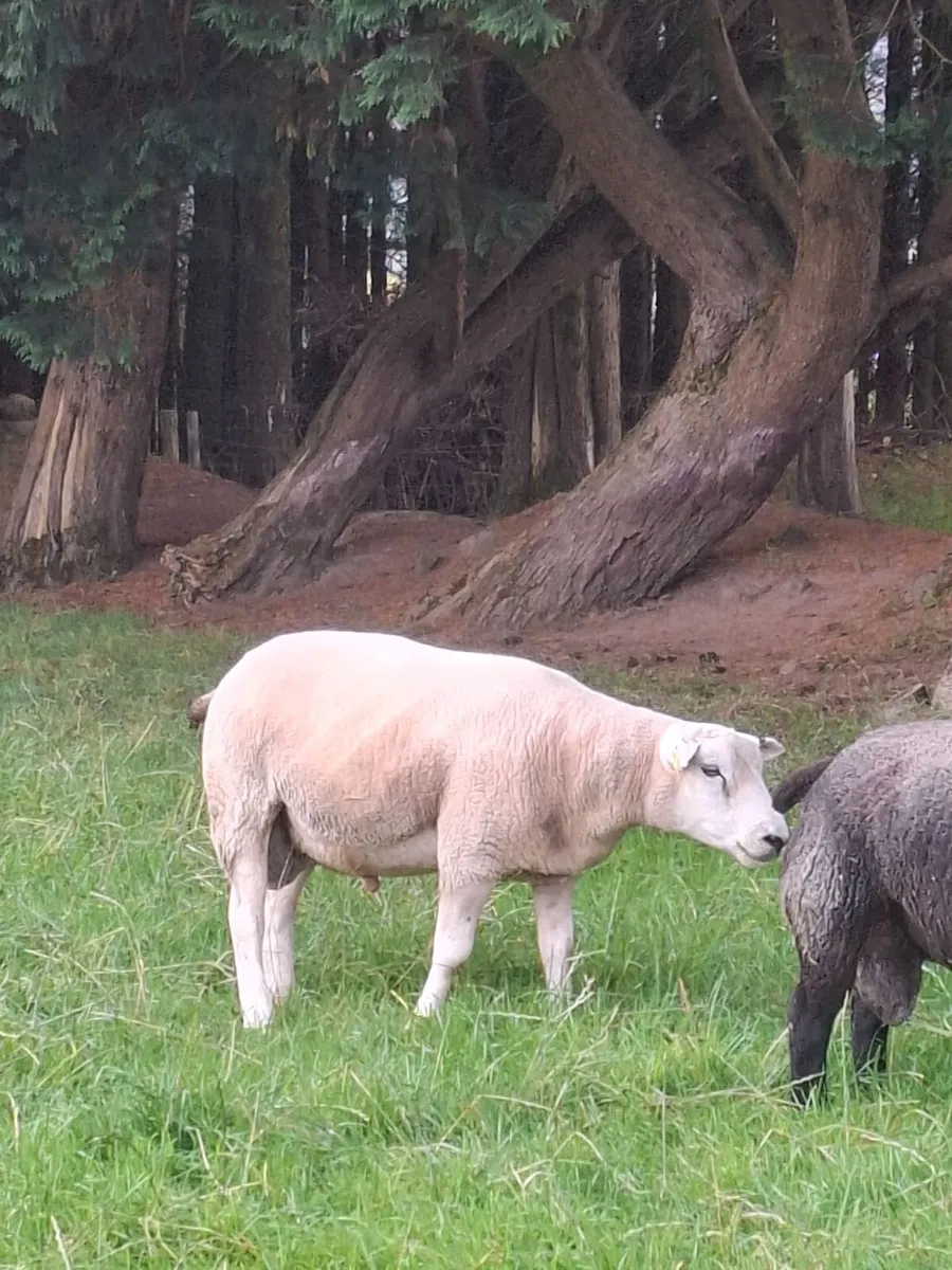 2 Texel Hogget Rams for Sale - Image 2