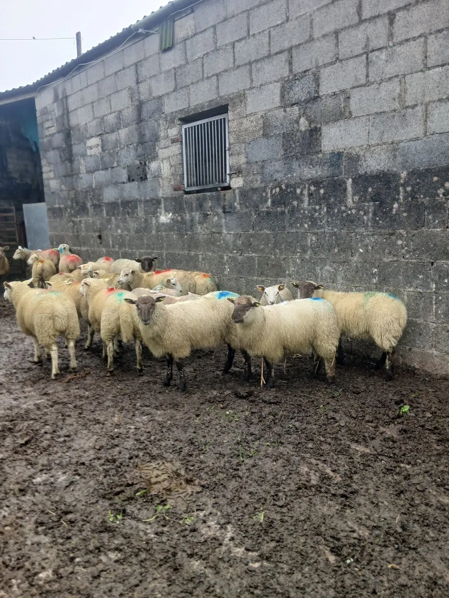 Lambs - Image 1