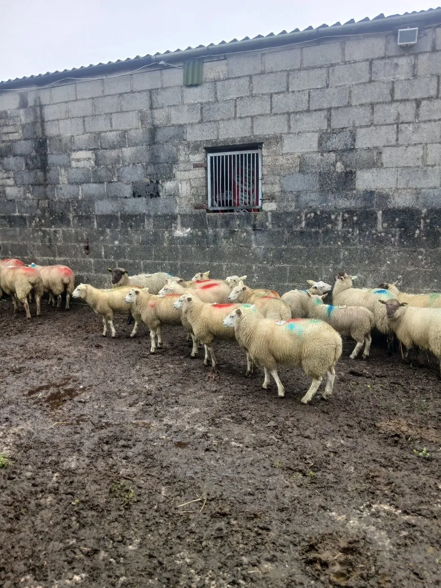 Lambs - Image 2