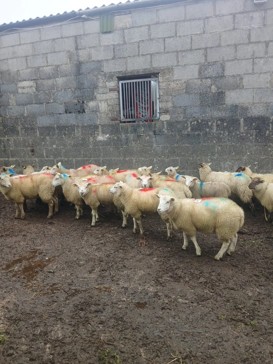 Lambs - Image 3