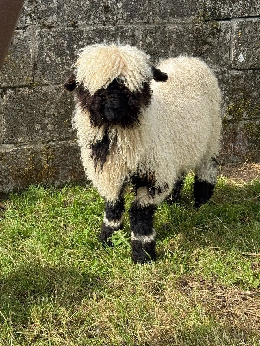 x2 Valais Blacknose PBNR Wether / Rams 💙 - Image 3