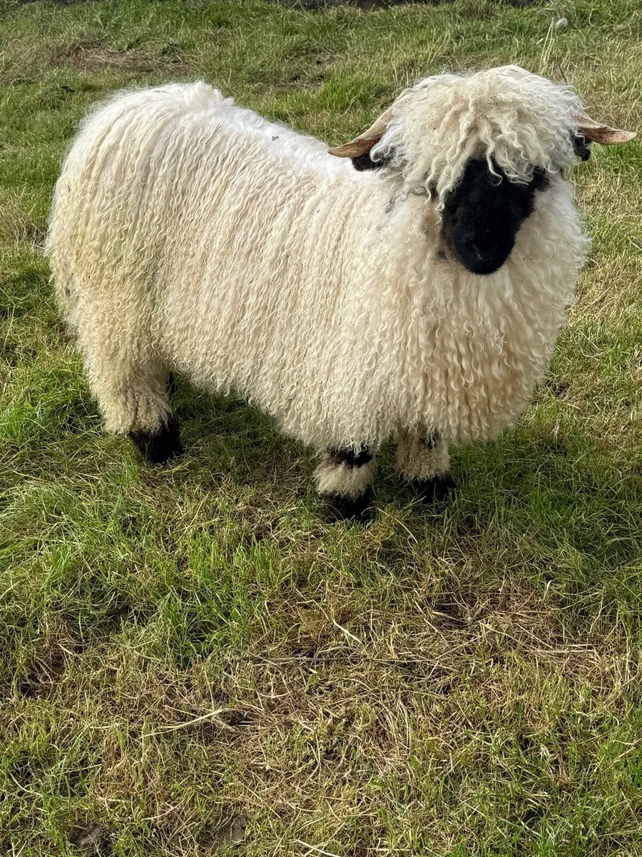 x2 Valais Blacknose PBNR Wether / Rams 💙 - Image 4