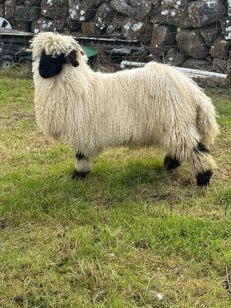 x2 Valais Blacknose PBNR Wether / Rams 💙 - Image 1