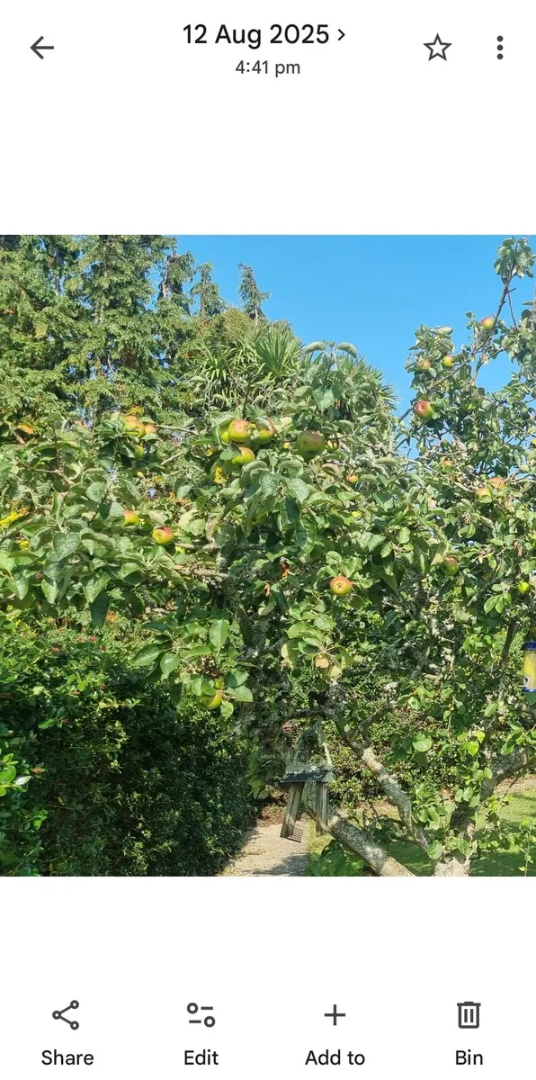 Cooking Apples