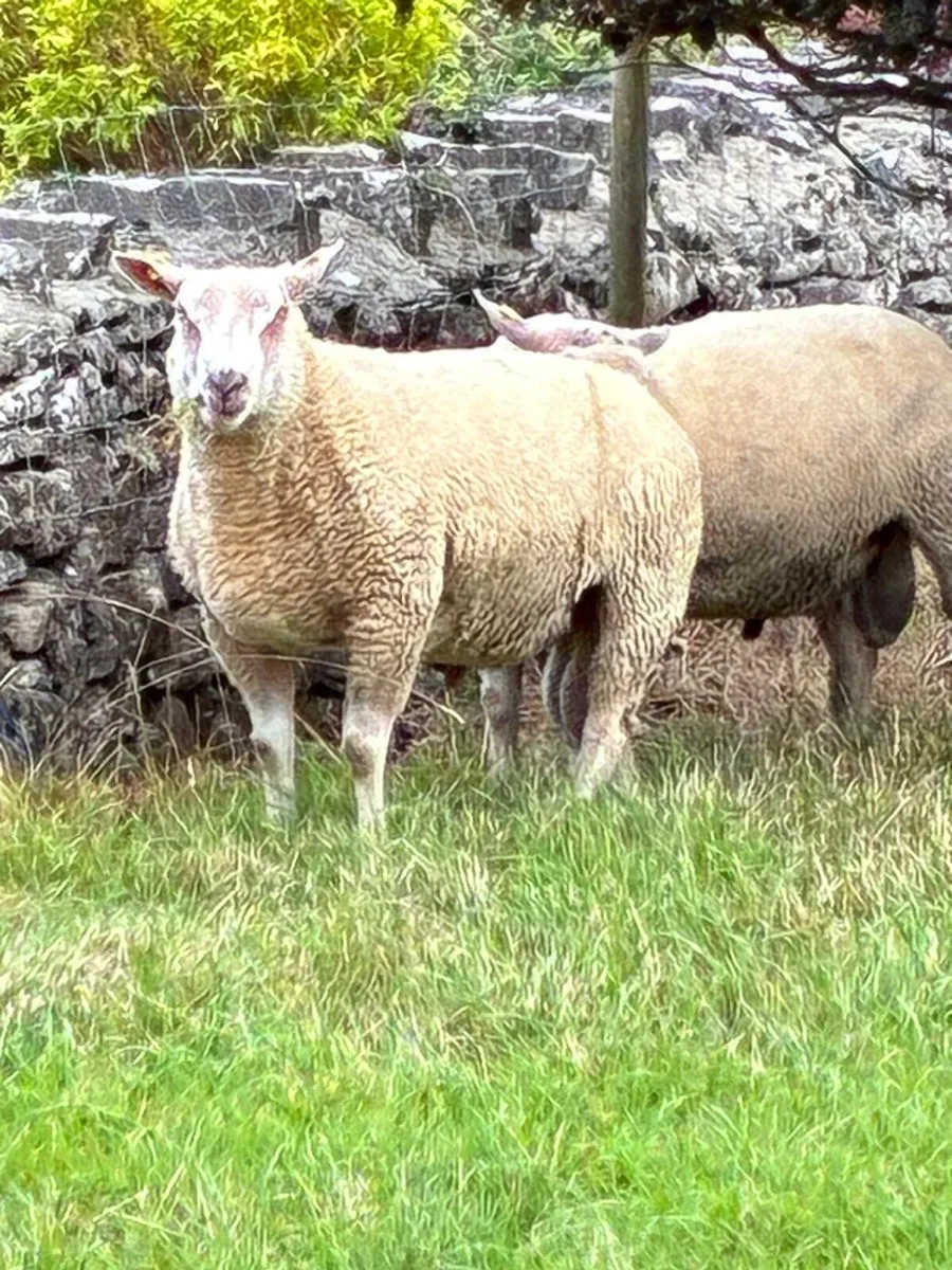 Pedigree Charollais ram lambs and hoggets for sale - Image 2