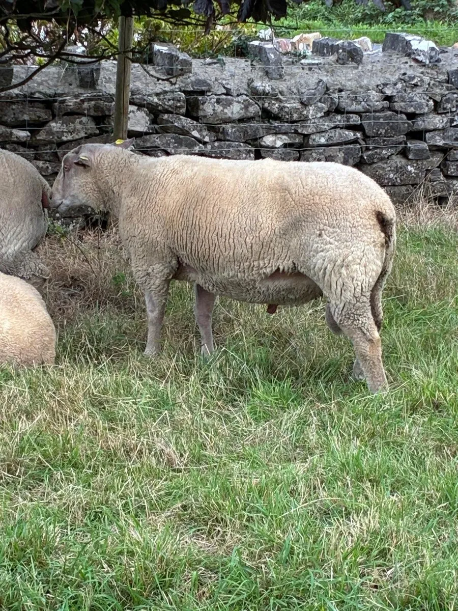 Pedigree Charollais ram lambs and hoggets for sale - Image 3