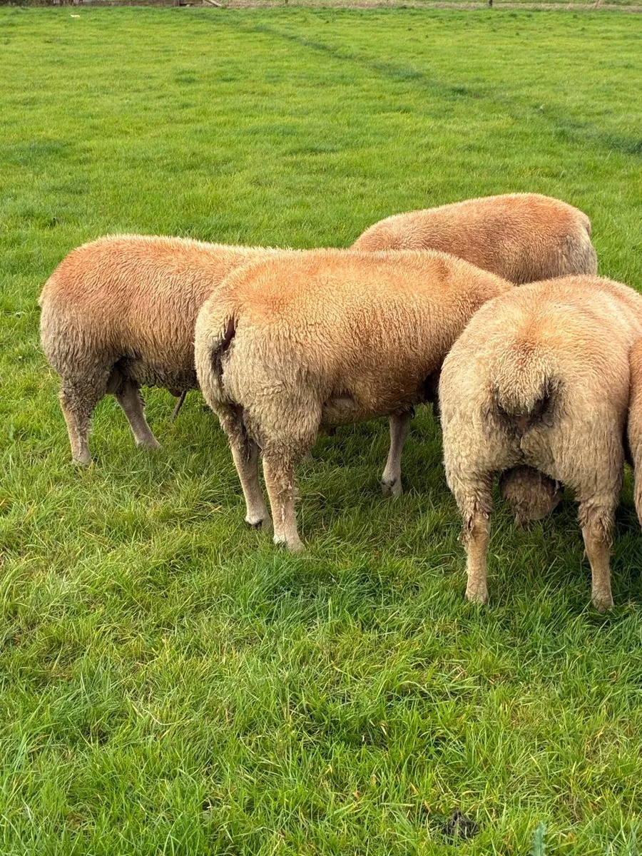 Pedigree Charollais ram lambs and hoggets for sale - Image 4