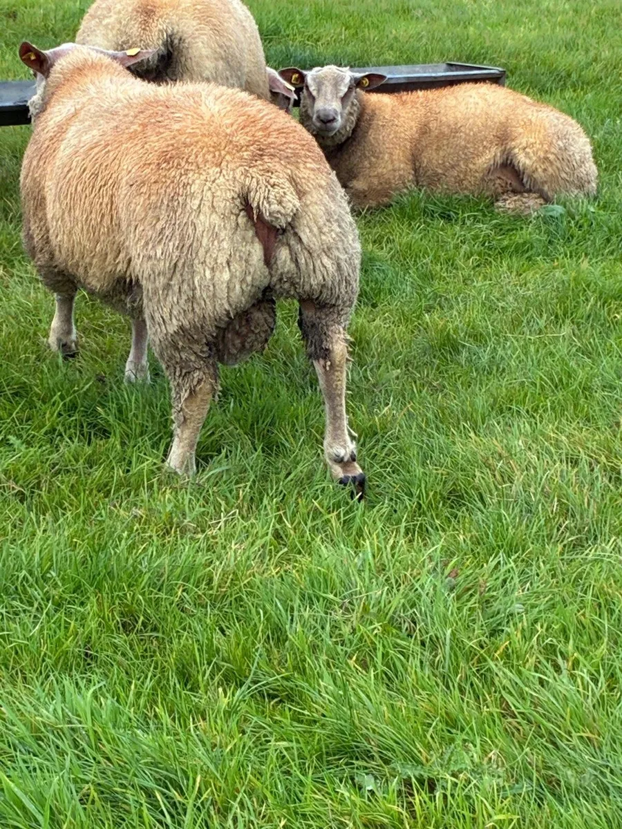 Pedigree Charollais ram lambs and hoggets for sale - Image 1