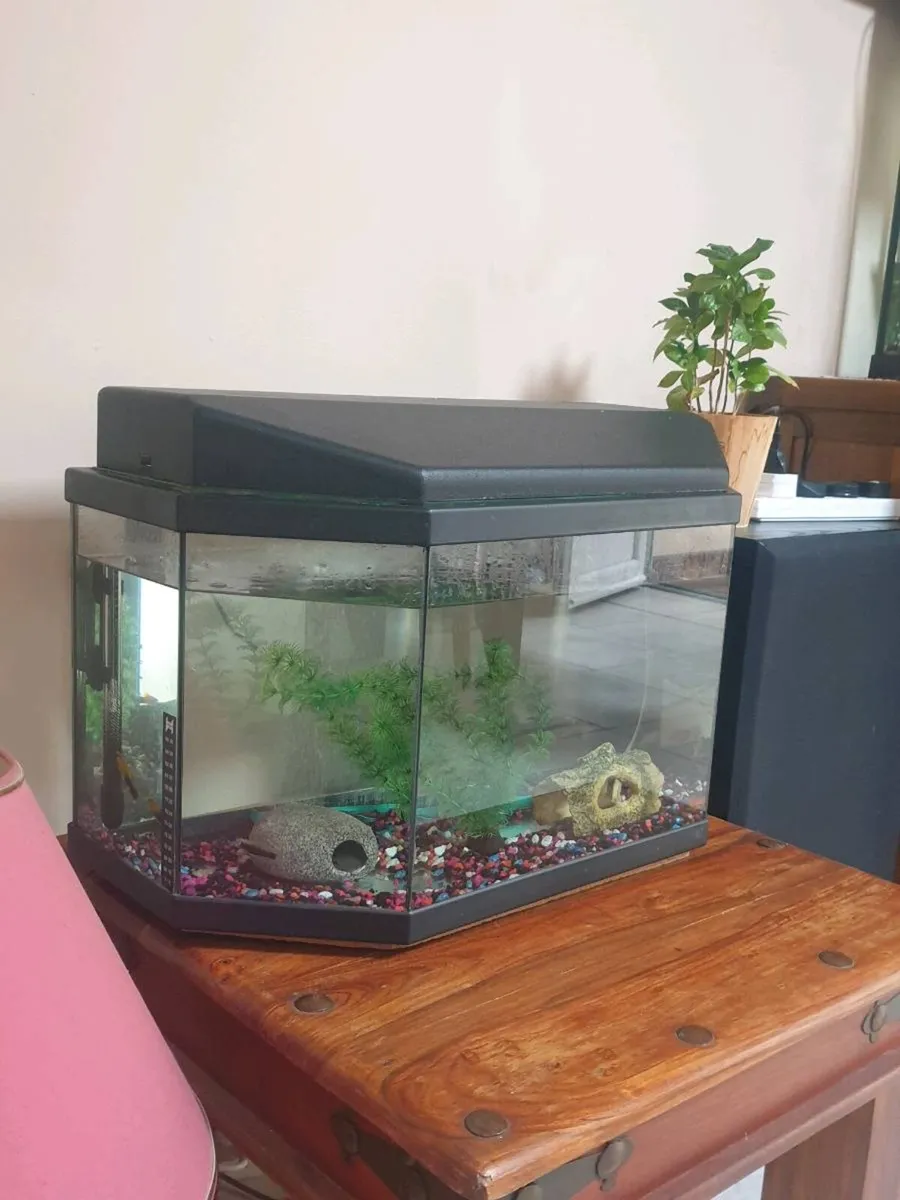 Fish tank - Image 2