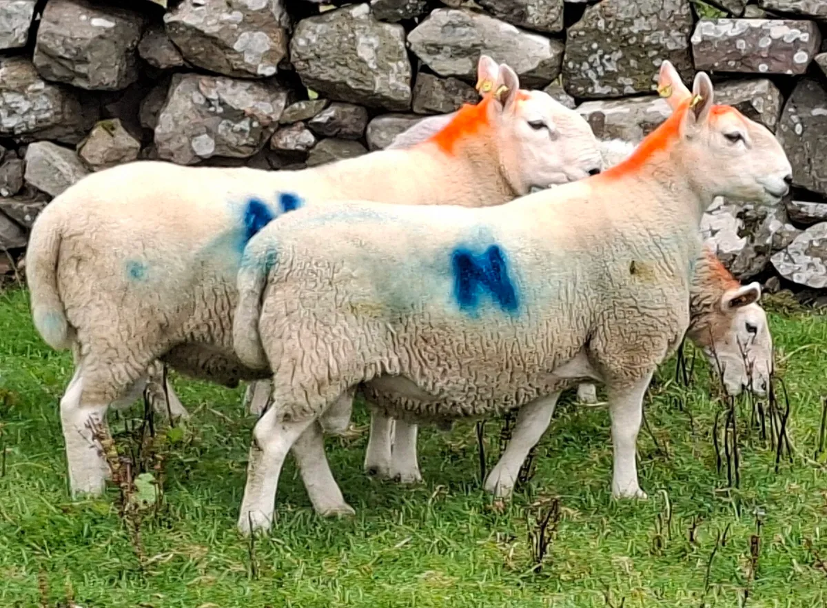 North Country Cheviot Hoggett Rams - Image 2