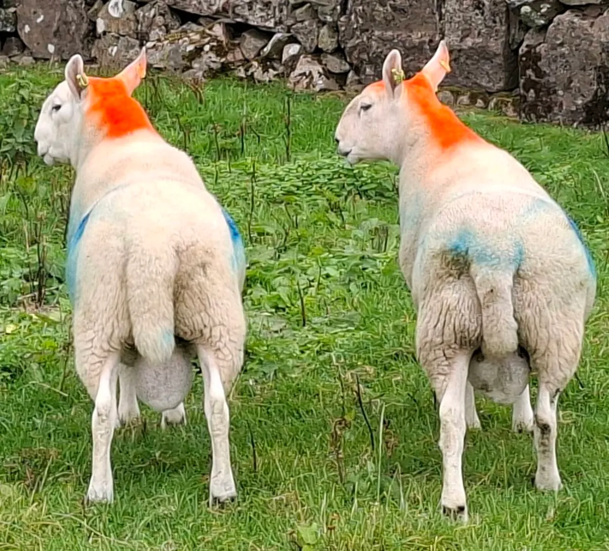 North Country Cheviot Hoggett Rams - Image 3