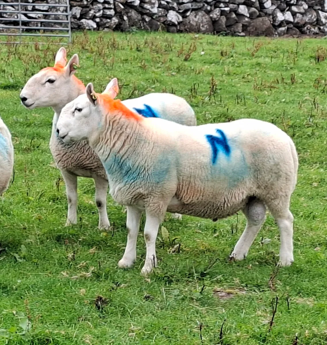 North Country Cheviot Hoggett Rams - Image 4