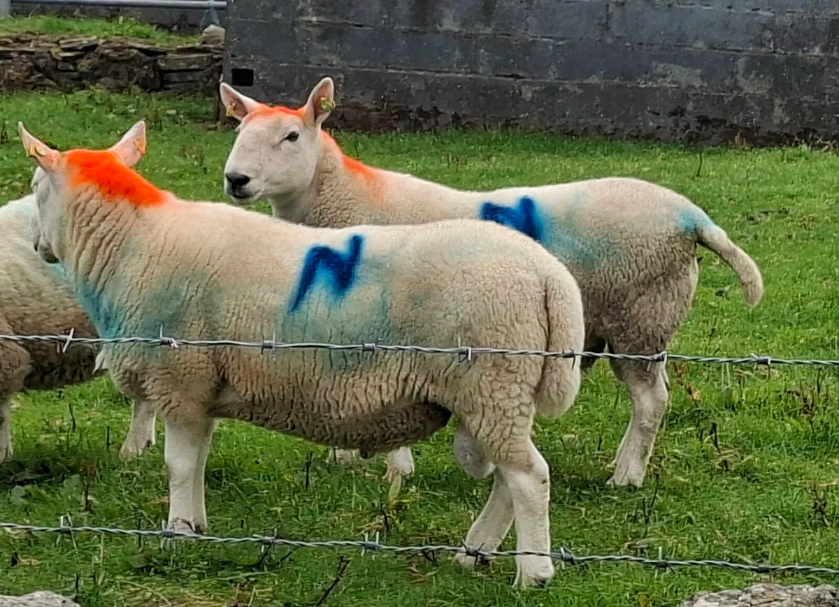 North Country Cheviot Hoggett Rams - Image 1