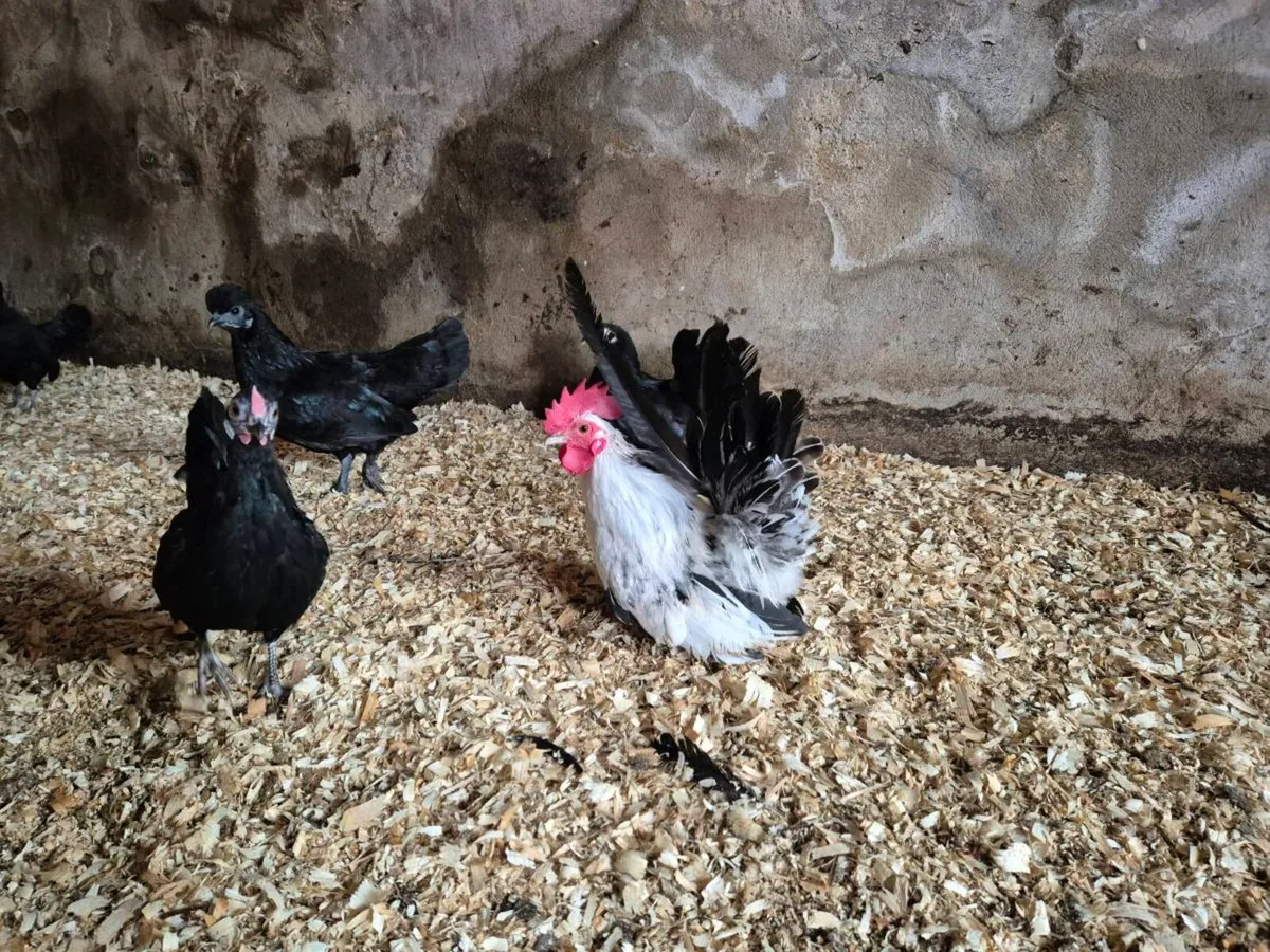 Chickens For Sale. - Image 2