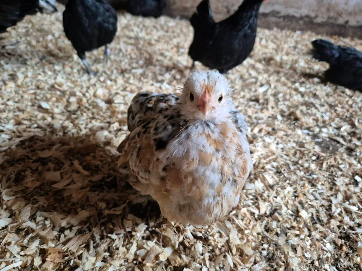 Chickens For Sale. - Image 3