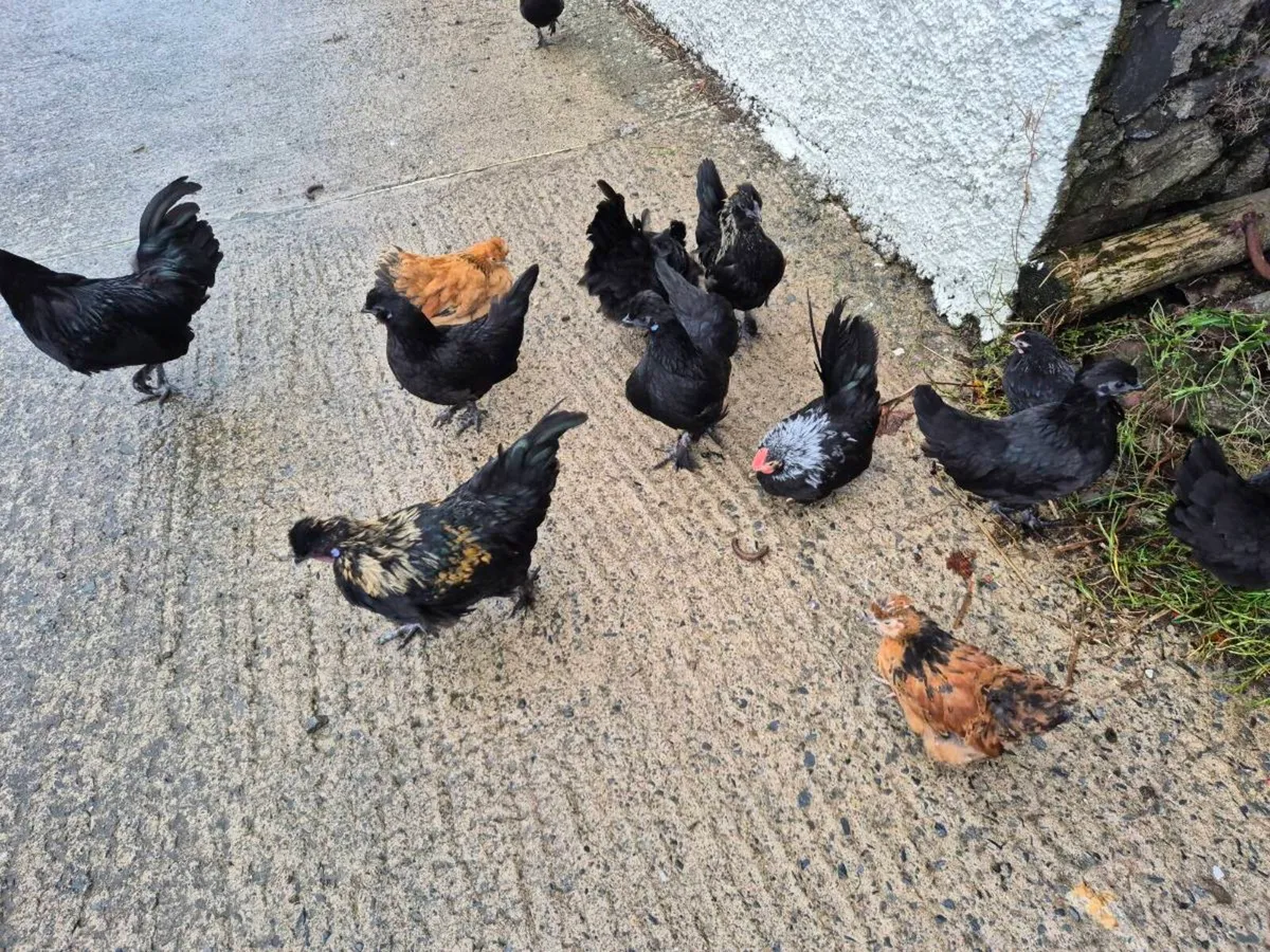 Chickens For Sale. - Image 4